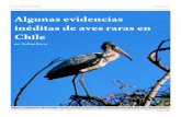 Algunas evidencias inéditas de aves raras en Chile · 2018-03-15 · N°11, Septiembre 2010 La Chiricoca Página 11 Algunas evidencias inéditas de aves raras en Chile por Rodrigo