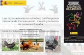 Las razas avícolas en el marco del Programa Nacional de ... · Las razas avícolas en el marco del Programa Nacional de Conservación, mejora y fomento de razas en España Montse
