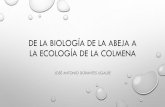 DE LA BIOLOGIA DE LA ABEJA A LA ECOLOGIA DE LA COLMENAica.mxl.uabc.mx/apicultura/2. DE LA BIOLOGIA DE LA ABEJA A LA ECOLOGIA... · •apicultura industrial • explotaciÓn de las