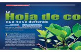 La que no se defiende · 2018-01-11 · La que no se defiende ¿Qué es la Coca?L a palabra coca deriva de la lengua aymara y signifi - ca “planta” o “árbol”, también se