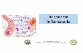 Clase inflamaci n 2019 - inmunojmvucv.files.wordpress.com · que fomenta la activación inmunitaria más que la inducción de tolerancia. Mimetismo molecular: las estructuras moleculares