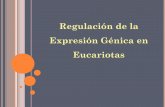 Regulación de la Expresión Génica en EucariotasRegulación de la Expresión Génica La diferenciación, el desarrollo y la funcionalidad de los tejidos específicos dependen del