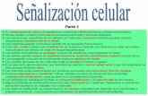 Parte 1 - iib.unsam.edu.ar · Señales reguladoras de crecimiento direccional (quimiotropismo) en levaduras no estimuladas estimuladas (polarización) Células haploides de levadura