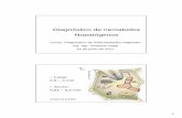 Diagnóstico de nematodos fitopatógenos · 3 estilete esófago bulbo medio = metacorpus anillo nervioso Glándulas esofágicas intestino ovario huevos v ag i n ano cola cutícula
