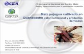 Maíz pujagua cultivado en Guanacaste · 2019-11-19 · Maíz pujagua cultivado en Guanacaste: valor nutricional y productos derivados Dra. Ana Mercedes PÉREZ Teléfonos 2511-7212