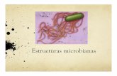 clase micro 5 de marzo - Weeblycursosdrarodriguez.weebly.com/.../clase_micro_5_de_marzo.pdf · 2012-03-06 · Propiedades de la endospora ! Un compuesto químico de la endosora ausente