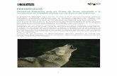 Custòdia Joves Rectoria de la Selva- Fem tornar el llop a Busarepositori.fundesplai.org/agora/PDF/Activitats/Joves/... · 2011-09-27 · l’ecologia i la biologia del llop i valorar