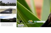 El - Sogamososogamoso.org/ecoguia/AVES DEL PARAMO DE SISCUNSI.pdf · El Chivito de los páramos es un colibrí único en los páramos de Colombia y ... can los colibríes por su alto