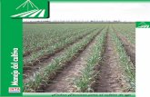 Manejo del cultivo · Otra ventaja es el manejo de la fertirrigación que aumenta también la eﬁciencia del uso del fertilizante. Dosis de fertilización nitrogenada adecuada para