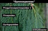 Presentación de PowerPoint · 2016-06-02 · con 1 ovulo cono . Progimnospermopsidas ... El género Agathis se diferencia del género Araucaria por: conos 1-ovulados / conos 2-ovulados