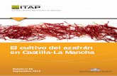 El cultivo del azafrán en Castilla-La Mancha...del azafrán Es una planta adaptada a condiciones adversass 4.1 Ciclo anual El azafrán es una planta adaptada perfectamente a las condiciones
