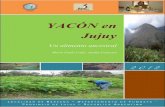 YACÓN en Jujuy - cedaf.fca.unju.edu.ar³n-en-jujuy-un-alimento-ancestral.pdf · quechua llaqón, llacún y llacuma, yacumi. En Bolivia → ipio. En Ecuador → jícama, chicama,