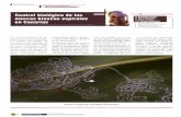 Control biológico de las moscas blancas espirales en Canarias · 2010-09-08 · espirales en canarias La dificultad de controlar estas moscas blancas por medios químicos ha hecho