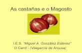 As castañas e o Magostocentros.edu.xunta.es/iescarril/webantiga/2008-09/magosto... · 2009-01-19 · "Has de cantar que che hei de dar zonchos, has de cantar que che hei de dar moitos;