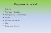 Órganos de la Vidsgpwe.izt.uam.mx/.../clase_4_Ciclo_vegetativo_2011-O.pdfFruto • Forma, globulosa, elíptica u ovoide • Color, verde, dorada, rosa, blanca y tinta • Hollejo,