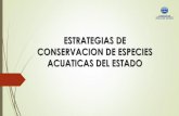 ESTRATEGIAS DE CONSERVACION DE ESPECIES ...cedemun.michoacan.gob.mx/wp-content/uploads/2018/11/...para realizar la protección y conservación de la tortuga marina en los campamentos