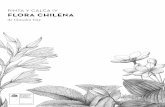 PINTA Y CALCA IV FLORA CHILENA · El guindo santo es un árbol endémico de Chile, crece entre la región del Maule y la región de La Araucanía, desarrollándose únicamente en