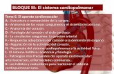 BLOQUE III: El sistema cardiopulmonarBLOQUE III: El sistema cardiopulmonar Tema 6. El aparato cardiovascular A.-Estructura y composición de la sangre. B.-Anatomía de los vasos sanguíneos