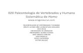 020 Paleontología de Vertebrados y Humana Sistemática de Homo seminario... · 2012-12-02 · 020 Paleontología de Vertebrados y Humana Sistemática de Homo PALEONTOLOGÍA DE VERTEBRADOS