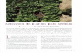 Selección de plantas para semilla · 2010-07-15 · La selección masal negativa es cuando se eliminan las plantas que no cumplen nuestros requisitos dejando el resto. El porcentaje