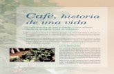 Café, historia de una vida - Fórum Cultural del CaféPara plantar un cafeto de cualquiera de las especies Ará-bica o Canephora (Robusta) hemos de seleccionar con mucho cuidado la