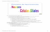 Principios de Neurocienciasfiles.porcompetencias.webnode.es/200000059-8f8e78fa47/... · Francisco Alberto García Sánchez Principios de Neurociencias 12 Fibras nerviosas Ax ón +
