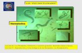 Presentación de PowerPoint · 2011-03-21 · 9. La larva NEMATOMORFA que sale del huevo tiene una probóscide eversible (que se puede evertir = Sacar algo volviéndolo del revés),