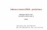 Interacciones DNA- proteínasbiolmol.fcien.edu.uy/materiales/ADN_PROT_09.pdfInteracciones DNA- proteínas Biología Molecular Genética Molecular II 2009 Docente: Dra. Ana Ramón Sección