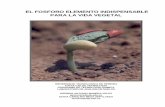 EL FOSFORO ELEMENTO INDISPENSABLE PARA LA VIDA …repositorio.utp.edu.co/dspace/bitstream/handle/11059/5248... · 2019-09-25 · el fosforo elemento indispensable para la vida vegetal