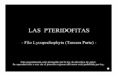 084 Lycopodiophyta Selaginella 2013...en Selaginella proceden como en todos los demás casos que has conocido: sus espermatozoides flagelados nadan desde los anteridios (en los microgametofitos)…