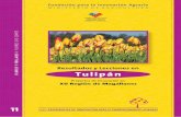 Resultados y Lecciones en Tulipán · 2019-12-21 · FIA – Valorización de resultados – 11 Cultivo de Tulipán - XII Región de Magallanes 5 1 “Plan de negocios aprendido”: