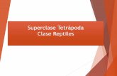 Superclase Tetrápoda Clase Reptileszoologiabio102a.weebly.com/uploads/2/5/0/0/25007599/11... · 2019-08-01 · Características generales 1. Tienen extremidades cortas y laterales
