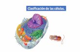 Clasificación de las células.colegiomontedeasis.cl/wp-content/uploads/2016/03/Eucarionte... · Según la teoría celular la célula es la unidad estructural o anatómica, fisiológica