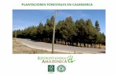 PLANTACIONES FORESTALES EN CAJAMARCA · los cuales serán experimentados en el proyecto La Granja, ubicado en la provincia de Chota, en Cajamarca. Posteriomente, RIO TINTO reforestará