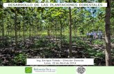DESARROLLO DE LAS PLANTACIONES FORESTALES · establecer un título único para plantaciones forestales. •Clasificar a las plantaciones forestales como “cultivos”,de acuerdo