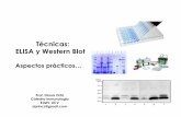 Técnicas: ELISA y Western Blot - WordPress.com · 2018-06-01 · Western blot Aplicaciones: Investigación: Es una de las técnicas más usadas en el estudio de la biología molecular