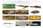 647-01 Reptiles y Anfibios Providencia - Field Guidesfieldguides.fieldmuseum.org/sites/default/files/... · Reptiles y Anfibios Terrestres del archipiélago San Andrés, Providencia