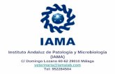 Instituto Andaluz de Patología y Microbiología (IAMA) · de IFN-gamma específicas de PRRSV hasta transcurridos 4 semanas p.i-A nivel local se produce una respuesta mixta Th1 (IFN-gamma)