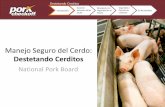 Manejo Seguro del Cerdo - SECURA Insurance · 2018-04-02 · En los Corrales Destetando Cerditos Moviendo con Seguridad en el Pasillo Para bajar a un lechón de manera correcta •