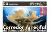 JarochoCuantico @jarochocuantico - La Jornada Veracruzjornadaveracruz.com.mx/extras/20173/170306_285.pdfde Veracruz las condiciones oceanográficas son me-jores para el desarrollo