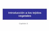 Introducción a los tejidos vegetalesbiologia.ucr.ac.cr/profesores/Trejos Christian/Botanica... · 2019-10-23 · • La mayoría de plantas terrestres están formadas por tejidos