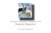 Unidad de Anatomía Veterinaria UST Sistema Digestivo SistDigestivo-01.pdf · Cav. Oral Faringe Esófago Estómago Intestino D. Intestino G. Ano G. Salivares Higado Páncreas