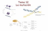 Tema 11: La mutación 1bioinformatica.uab.es/base/documents/genetica_gen/Tema%2012%20la%20... · Base molecular de la mutación espontánea Errores espontáneos durante la replicación