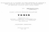 Evaluacion de la madera de tres especies de arboles y tres ...bdigital.zamorano.edu/bitstream/11036/5032/1/CPA-1995-T033.pdf · EVALUACION DE LA MADERA DE TRES ESPECIES DE ARBOLES