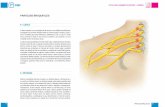 PARÁLISIS BRAQUIALES · PATOLOGÍAS MIEMBRO SUPERIOR - HOMBRO 48 PARÁLISIS BRAQUIALES CLÍNICA El plexo braquial, es una compleja red de nervios y sus múltiples ramificaciones,