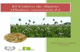 El Cultivo de Alpiste · 2018-12-05 · I PREFACIO El alpiste es una gramínea anual, que se cultiva extensivamente en las regiones templadas del mundo para la obtención de sus granos.