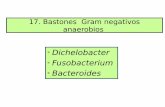 17. Bastones Gram negativos anaerobios · 2) Laringitis necrótica (difteria) en terneros. 3) Abscesos hepáticos (secundarios a rumenitis y acidosis por dietas ricas en carbohidratos).