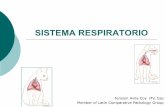 SISTEMA RESPIRATORIOhistolab.com.co/images/2017/Respiratorio/1.-Estructura-y... · 2018-05-25 · Sistema respiratorio 1. Sistema de conducción: consiste de cavidad nasal, senos,