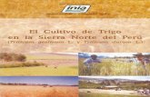 INSTITUTO NACIONAL DE INVESTIGACIÓN AGRARIArepositorio.inia.gob.pe/bitstream/inia/746/1/... · 7 Cultivo de Trigo en la Sierra Norte del Perú Baja densidad de siembra: uso de poca