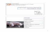 Patología porcina digestiva asociada a virus · 1 Jornada Técnica Nuevos retos para el sector porcino en Aragón Zaragoza, 18 de abril de 2012 Patología porcina digestiva asociada